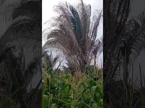 sobrevoando pelo igapó Paud'arco...meu amor ❤️