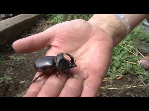 Nosorožtek obyčajný (Oryctes nasicornis) — video o chove a starostlivosti