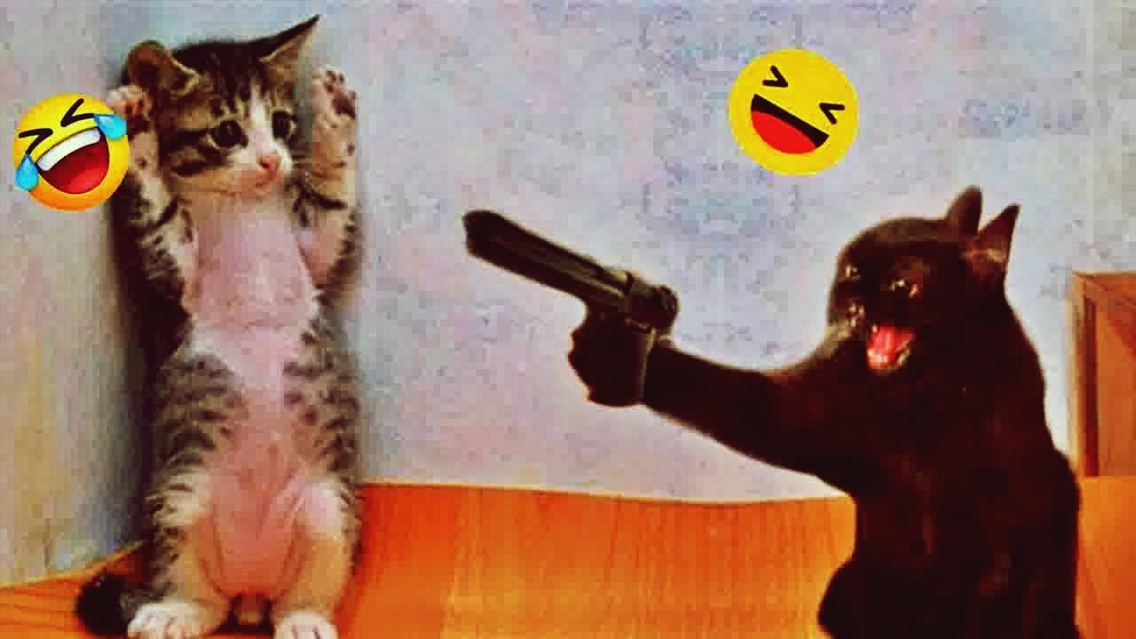 𝐋𝐚𝐮𝐠𝐡 𝐔𝐧𝐭𝐢𝐥 𝐘𝐨𝐮 𝐃𝐫𝐨𝐩 𝐰𝐢𝐭𝐡 𝐓𝐡𝐞𝐬𝐞 𝐇𝐢𝐥𝐚𝐫𝐢𝐨𝐮𝐬 𝐀𝐧𝐢𝐦𝐚𝐥𝐬 😂 𝐅𝐮𝐧𝐧𝐲 𝐂𝐚𝐭𝐬 𝐚𝐧𝐝 𝐃𝐨𝐠𝐬 𝟐𝟎𝟐𝟒 😅