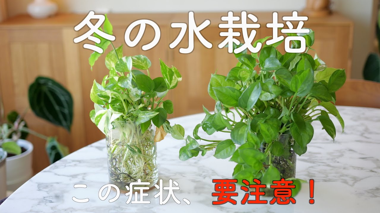 【冬の水栽培】こんな症状が出たら危険信号！【ポトス】