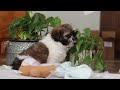 Shih Tzu dogs for sale: Nora - Video 1