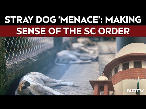 SC On Stray Dogs | Stray Dog ‘Menace’: Making Sense Of The Supreme Court’s Intervention