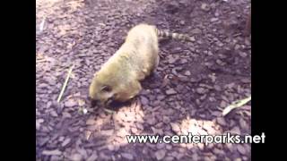 preview picture of video 'Center Parcs - 71 -Moselle Lorraine - visite du zoo d'amneville, Episode 2'