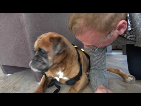 Jan en Bob de boxer als actiehelden! Jan de Hoop #25