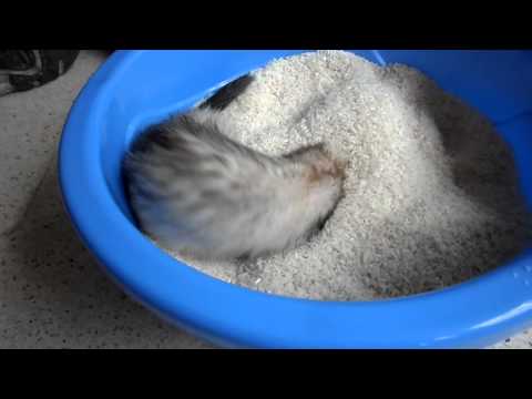 Piscina de arroz - Nikkolle