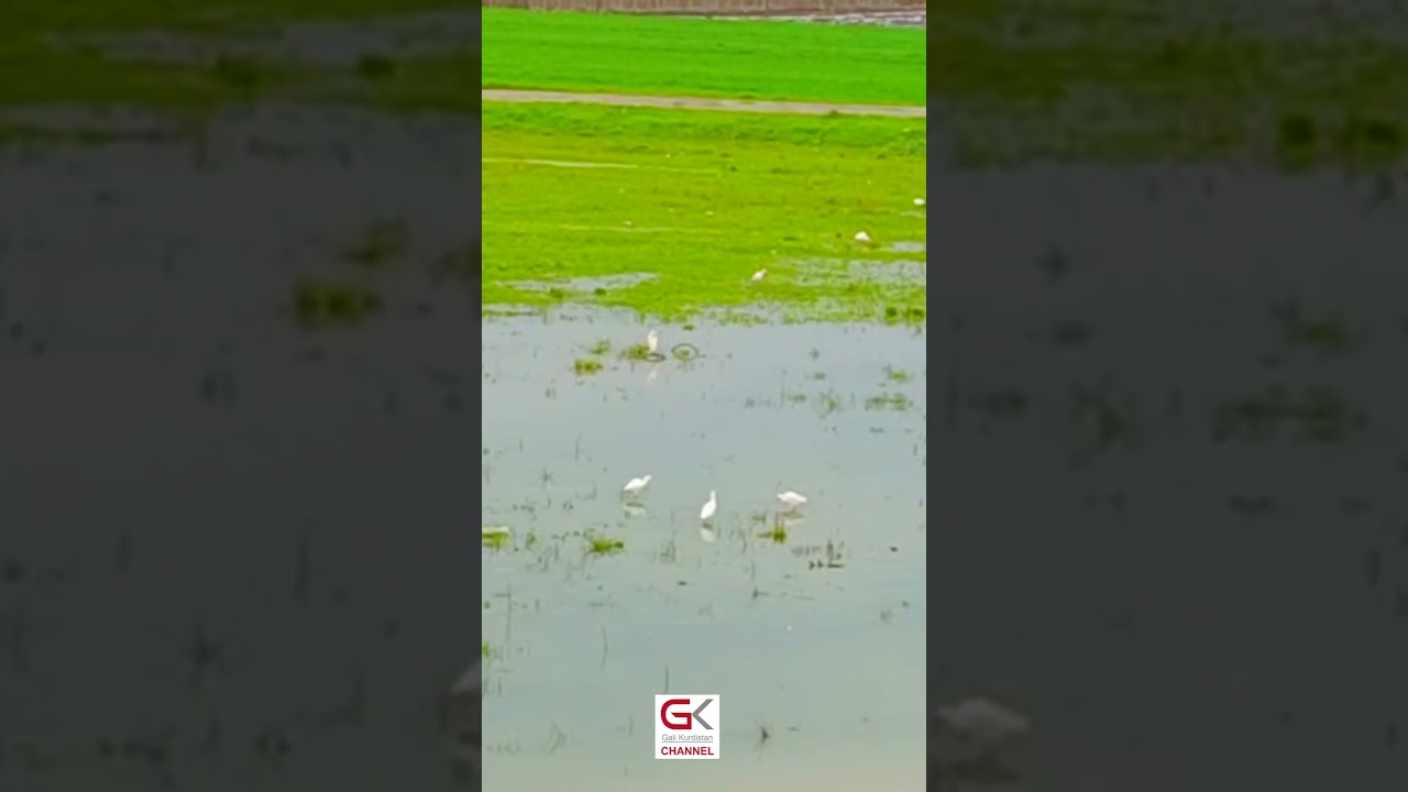 ڤیدیۆ | زیقاوڵێ‌ لە هەڵەبجە دەردەكەوێت