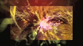 Mr Raoul K - Enchained Tribe (Chapter 1&2)