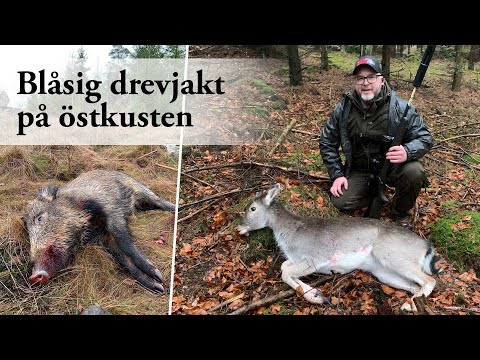 Jaktresan: Blåsig drevjakt på östkusten