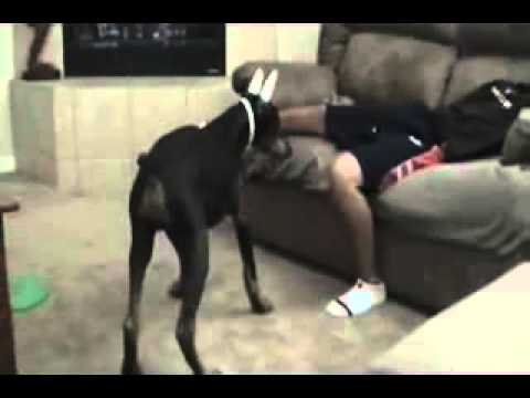 Funny Dog godavarikhani