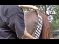 Rocktape Equestrian (Hamstring)