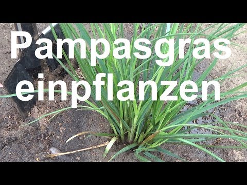 Planting Pampas Grass Planting Pampas Grass Spacing Planting Cortaderia selloana correctly
