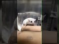 アフリカヤマネのYouTubeサムネイル画像