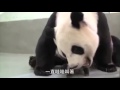 Панда мама и малыш. 