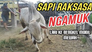 Download lagu THE DELIVERY OF THE GIANT COW RUN TO A LUXURY CAR WORKSHOP mp3 Download lagu THE DELIVERY OF THE GIANT COW RUN TO A LUXURY CAR WORKSHOP mp3