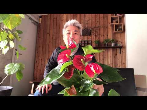 アンスリウムが一番嫌いなものは何ですか?培養シート  庭園