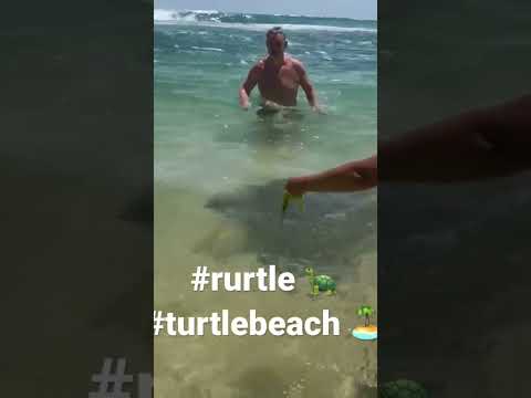 #turtle #srilanka #india #youtubeshorts #wijayabeach#galle
