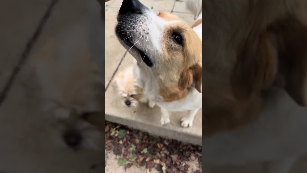 Gemma, a ADOPTABLE mixed breed in Nashville, TN video 5/5