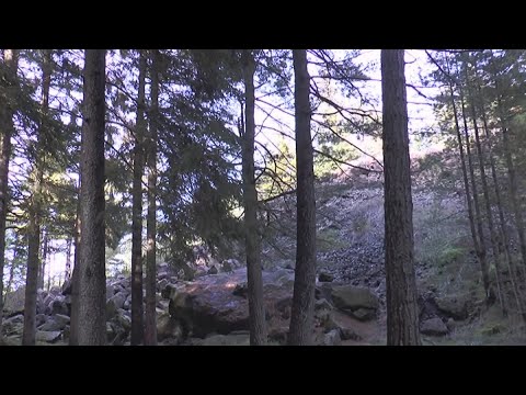 Cosa cambia con la peste suina per la raccolta funghi in Liguria