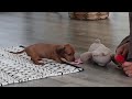 Dachshund dogs for sale: Willow - Video 1