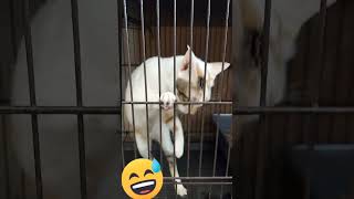 Download lagu Jurus Cakar maut #kucing #kucinggalak #video #videocat #kucinglucu #anabul #cat #pet #kucingkampung mp3