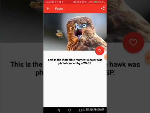 WTF Daily Facts Video