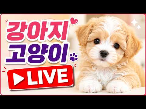 강아지 분양 라이브 말티푸 분양 #강아지분양#고양이분양#강아지분…