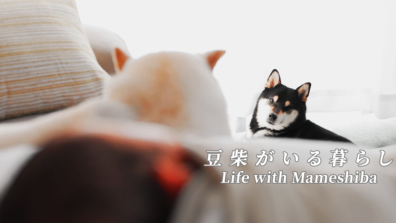 家族が増えて1ヶ月。豆柴たちの変化