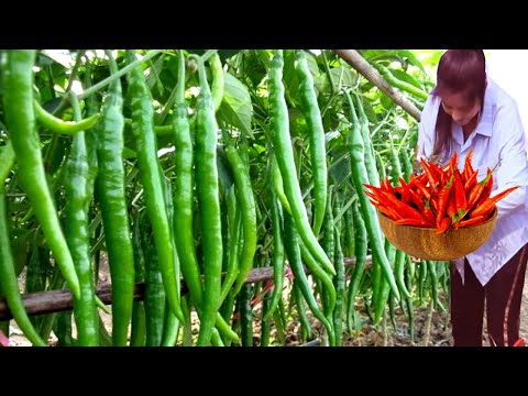 , title : 'How to Start Business Chilli Cultivation - Chilli Farming Business Plan - How to Grow Chilli Plant'