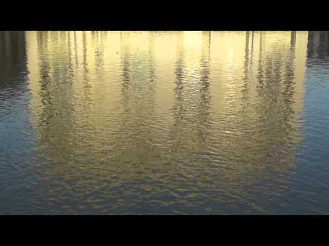 46-One minute of videoart every day -  Vision ou jardin japonais