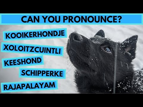 20 Dog Breed Names You Probably Pronounce Wrong - Dog Breed Pronunciation