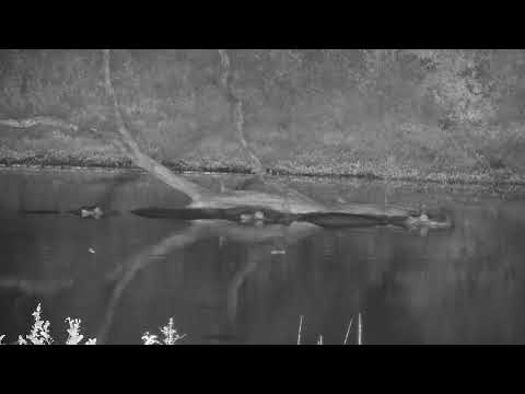 Djuma: Three Hippos in a row resting - 03:28 - 05/01/2023
