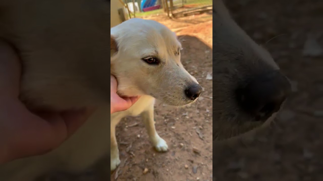 Enlarge Sugar, an adopted mixed breed in New Canaan, CT video 6/6