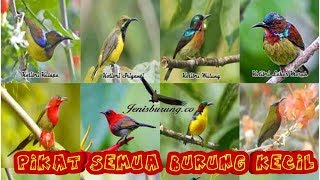Download lagu Suara pikat semua burung kecil mp3