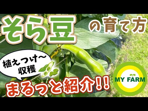 豆の種を蒔く時期 植物の収穫 2023