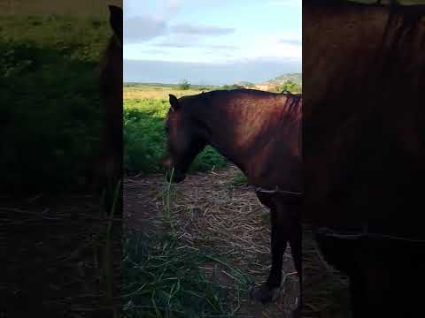 riacho dos cavalos