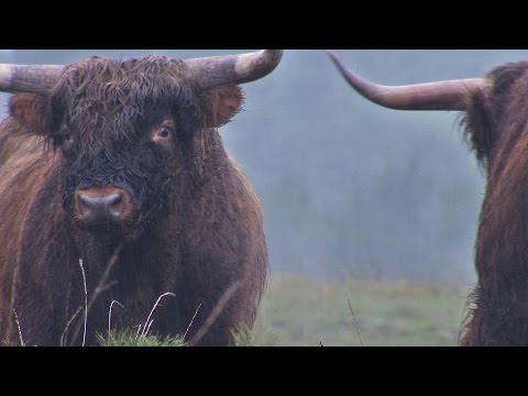 BuitenGewoon 15-12-2015 Planken Wambuis