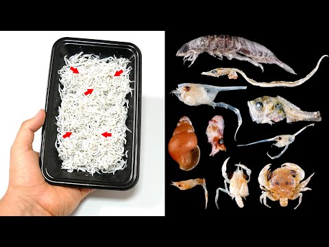 地下鉄で微生物を探す