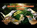 SUARA PIKAT PRENJAK LUMUT PRENJAK BAWAH PRENJAK LANCUR DIJAMIN AMPUH