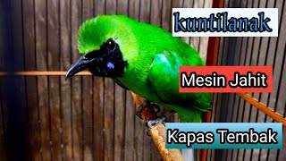 Download lagu Cucak Ijo Bongkar Isian kuntilanak Mesin Jahit Sambung Kapas Tembak mp3