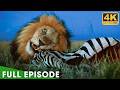 African S Deadliest Instinct Survival Full Episode Nature Animal Documentary