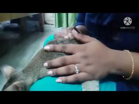 licepicking by cat /in telugu