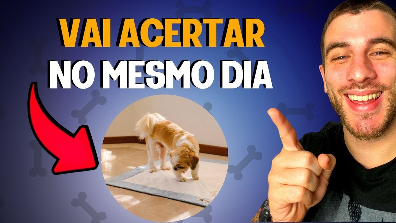 Forma Fácil e Rápida de Fazer o Seu Cachorro Acertar o Xixi