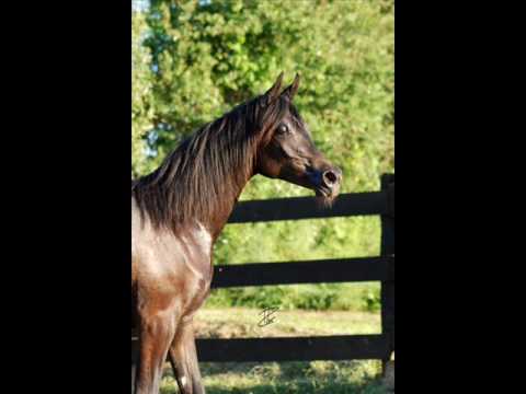 Tressor of Marwan E A