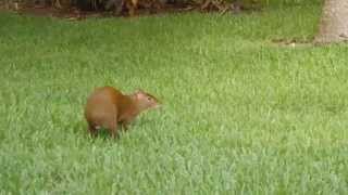 preview picture of video 'Aguti in Grand Palladium Resort - White Sands, Playa Kantenah, Riviera Maya, Yucatan, Mexiko'