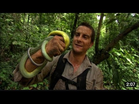 snake bites bear bom  survivor 🇺🇸🇺🇸