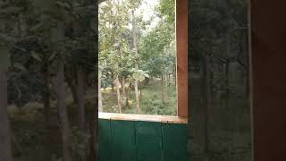 preview picture of video 'Sightseeing 360* from machan of kisanpuri forest ,their,up,india'