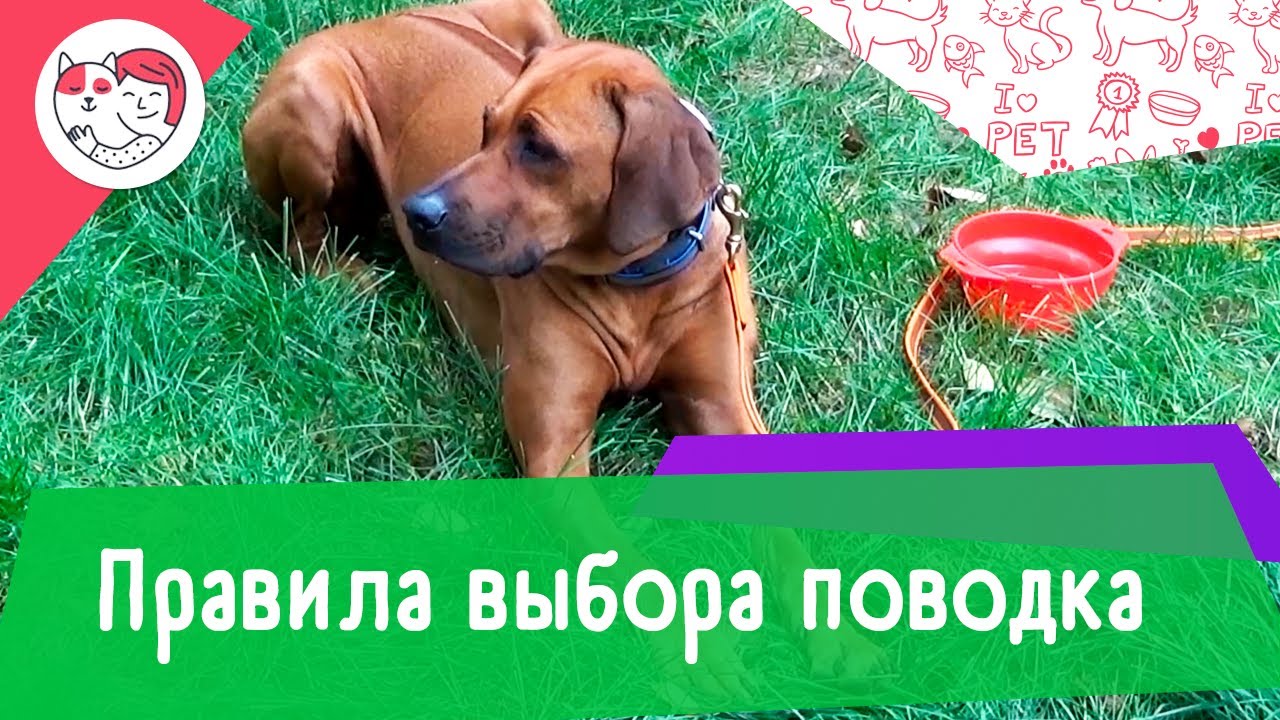 4 правила выбора поводка для собаки