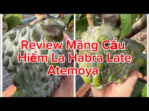 Review of the New La Habra Late Variety of Custard Apple. Taste Test of the New Atemoya Variety L...