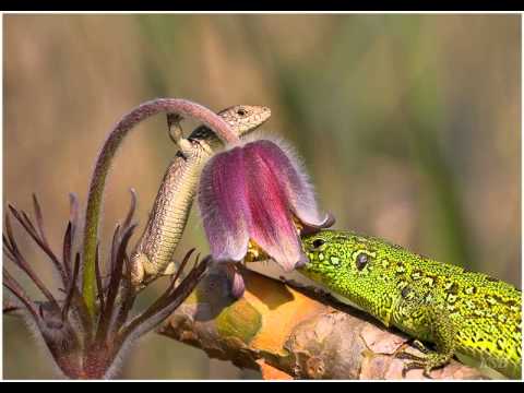 Kenneth Thomas feat  Jennifer Azzato   Oceans Extended Mix