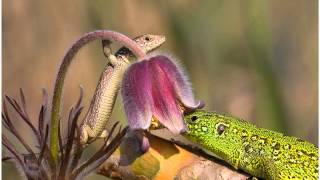 Kenneth Thomas feat  Jennifer Azzato   Oceans Extended Mix